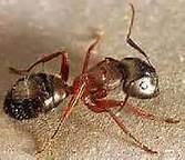 ant control galt California