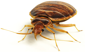 bed bug