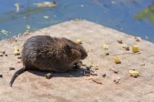 rodent control galt California