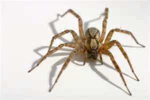 spider control galt California