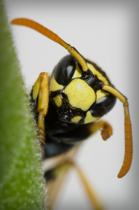 wasp control galt California